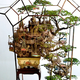 Illustration for article titled Artist transforms bonsai trees and empty cans into insane Lilliputian cities